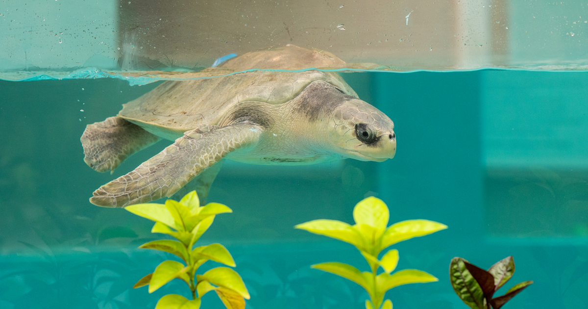 JOALI BEING | Introducing the New Sea Turtle Rehabilitation Centre | Media