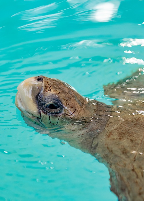 JOALI BEING celebrates the release of its first Sea Turtle patient