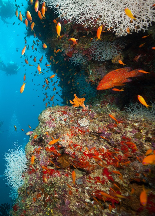 Coral Enigma: A Journey Under the Waves