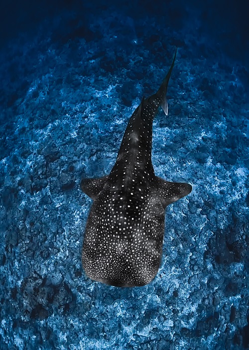 The Majestic Whale Sharks of the Maldives
