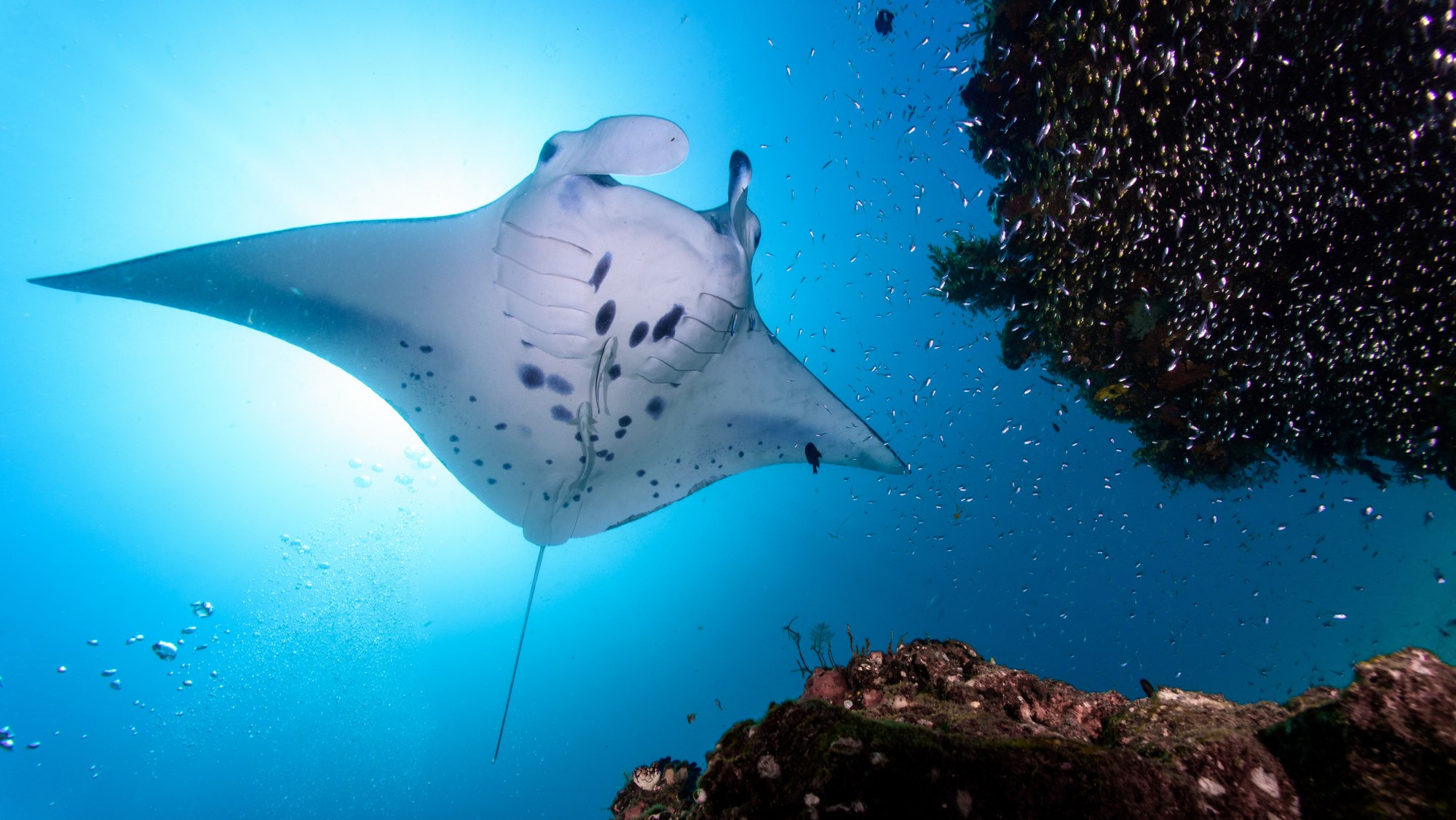 JOALI Maldives - Manta Ray Marvels